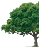 Arbre